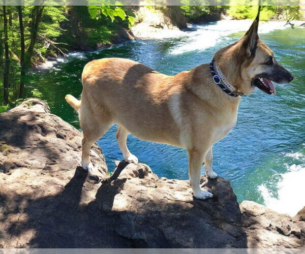 Medium Photo #4 German Shepherd Dog Puppy For Sale in LOGANVILLE, GA, USA