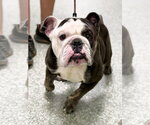 Small #3 Bulldog Mix