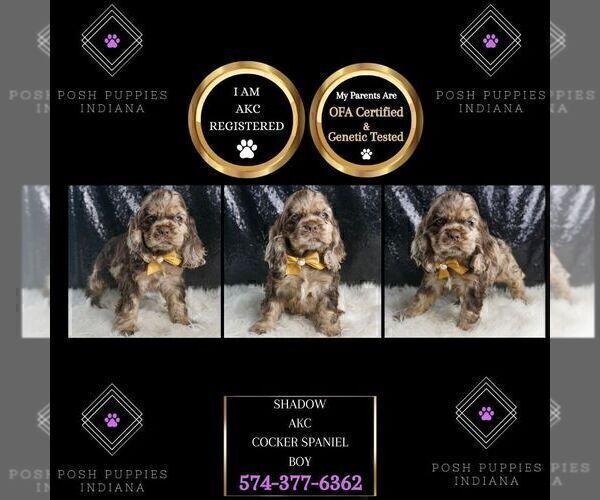 Medium Photo #108 Cocker Spaniel Puppy For Sale in WARSAW, IN, USA