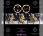 Small Photo #108 Cocker Spaniel Puppy For Sale in WARSAW, IN, USA