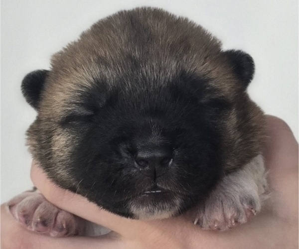 Medium Photo #2 Akita Puppy For Sale in STRAFFORD, MO, USA
