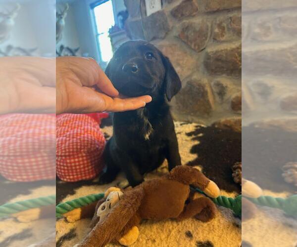 Medium Photo #1 Labrador Retriever Puppy For Sale in APPOMATTOX, VA, USA
