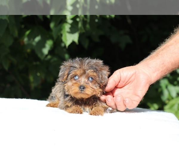 Medium Photo #2 Yorkiepoo mix (+ Poodle Toy) Puppy For Sale in DYERSBURG, TN, USA