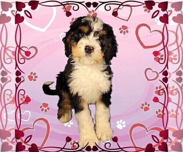 Medium Photo #3 Bernedoodle Puppy For Sale in BLACK FOREST, CO, USA