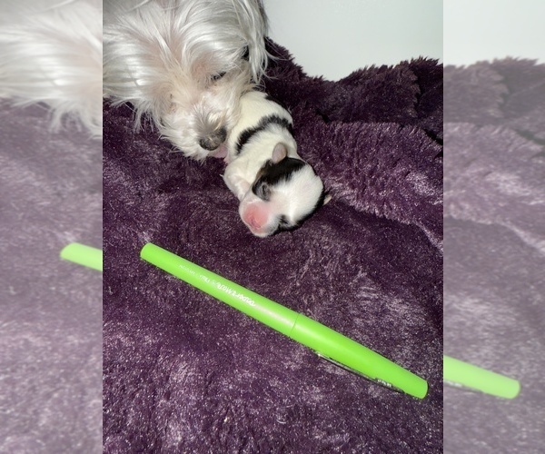 Medium Photo #2 Mal-Shi Puppy For Sale in FARMINGTON, MN, USA