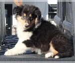 Small #2 Collie