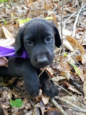 Labrador Retriever Puppy for sale in DAYTON, TN, USA