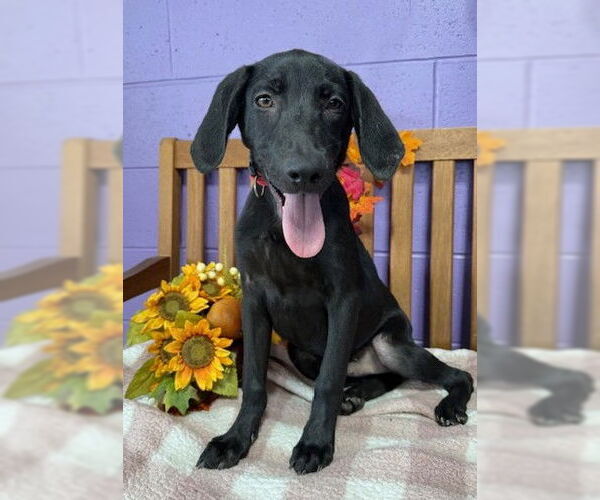 Medium Photo #3 Mutt Puppy For Sale in Genesee, WI, USA