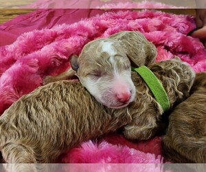 Poodle (Miniature) Puppy for Sale in PENSACOLA, Florida USA