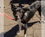 Small #9 Border Collie Mix