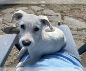 Labrador Retriever-Unknown Mix Dogs for adoption in Virginia Beach, VA, USA