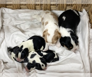 Cavalier King Charles Spaniel Puppy for sale in PINEVILLE, LA, USA