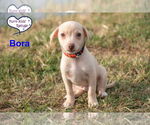 Small #2 Chiweenie