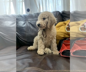 Poodle (Standard) Puppy for sale in SARDINIA, OH, USA