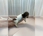 Small Photo #3 Dachshund Puppy For Sale in TRENTON, TN, USA