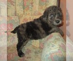 Small Photo #3 Double Doodle Puppy For Sale in LINCOLN, AL, USA