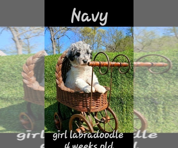 Medium Photo #2 Miniature Labradoodle Puppy For Sale in MILLVILLE, MN, USA