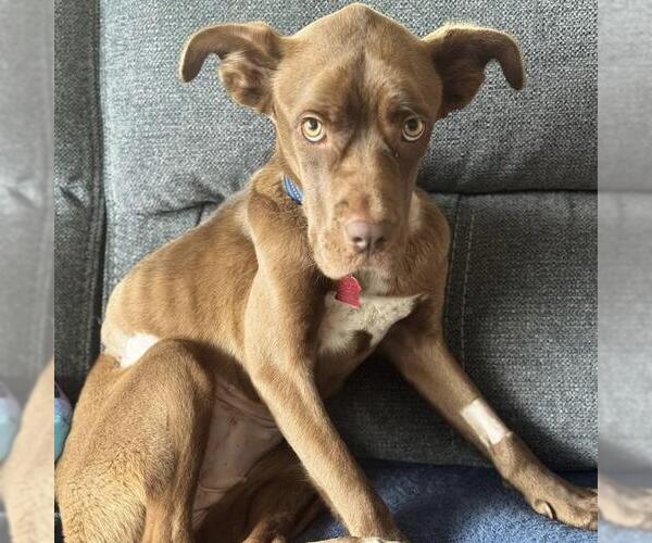 Medium Photo #3 Boxer-Unknown Mix Puppy For Sale in San Diego, CA, USA