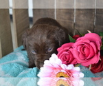 Small Photo #12 Labrador Retriever Puppy For Sale in GREENWOOD, WI, USA