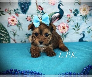 Yorkshire Terrier Puppy for sale in WINNSBORO, LA, USA