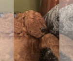 Small Photo #15 Poodle (Standard) Puppy For Sale in VICTOR, NY, USA