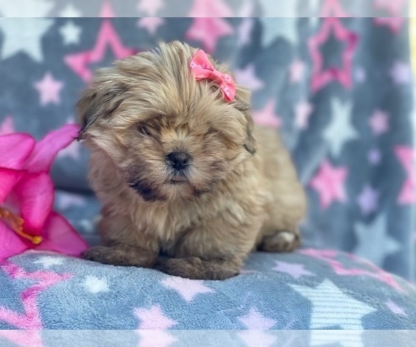 Medium Photo #7 Shorkie Tzu Puppy For Sale in LAKELAND, FL, USA