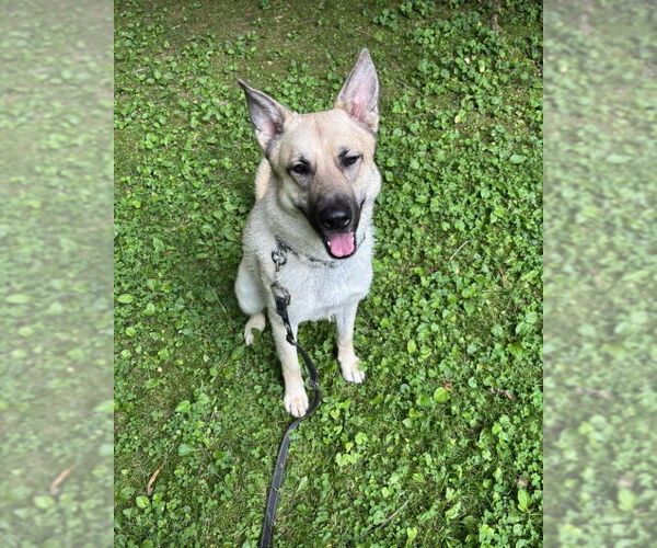 Medium Photo #5 German Shepherd Dog-Unknown Mix Puppy For Sale in Winston Salem, NC, USA