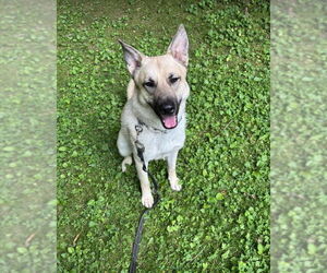 Tillie - Female German Shepherd Dog-Unknown Mix Dog for Adoption - Photo #5