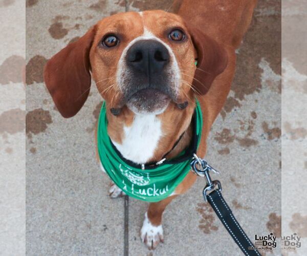Medium Photo #7 Redbone Coonhound-Unknown Mix Puppy For Sale in Washington, DC, USA