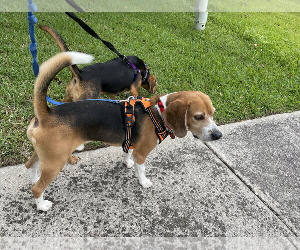 Medium Photo #5 Beagle Puppy For Sale in Tampa, FL, USA