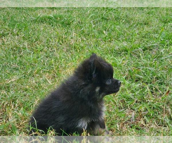 Medium Photo #13 Pomeranian Puppy For Sale in KILLEEN, TX, USA