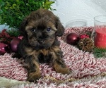Puppy Carson ShihPoo