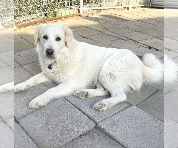 Medium Photo #2 Great Pyrenees Puppy For Sale in Spring, TX, USA
