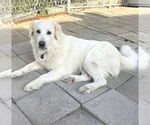Small #1 Great Pyrenees