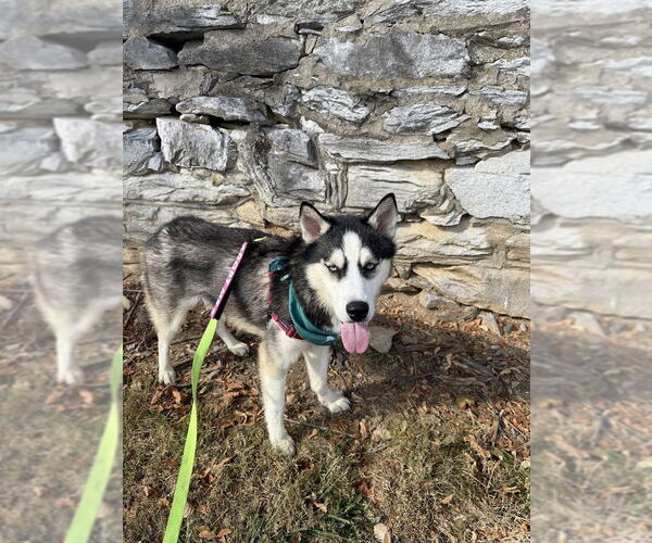 Medium Photo #8 Siberian Husky Puppy For Sale in Shermans Dale, PA, USA