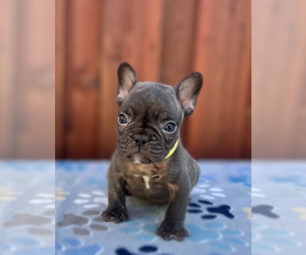 Medium Photo #1 French Bulldog Puppy For Sale in SACRAMENTO, CA, USA