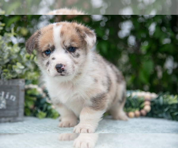 Medium Photo #24 Pembroke Welsh Corgi Puppy For Sale in NEW CONCORD, OH, USA