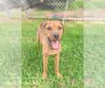 Small #1 Mutt