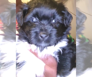Pom-Shi-Shih Tzu Mix Puppy for sale in SAINT LOUIS, MO, USA