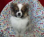 Small #3 Pomeranian