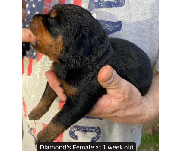Medium Photo #2 Rottweiler Puppy For Sale in HACKETT, AR, USA
