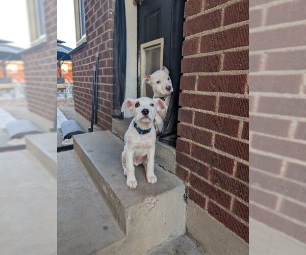 Medium Photo #10 Mutt Puppy For Sale in Sandy, UT, USA