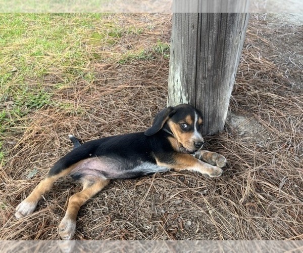 Medium Photo #19 Beagle Puppy For Sale in TARBORO, NC, USA
