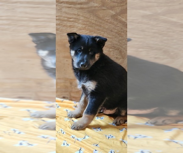 Medium Photo #2 Pomsky Puppy For Sale in GREENWOOD, WI, USA