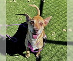 Bebe - Female Chihuahua Dog for Adoption - Small photo