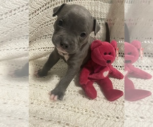 American Bully Puppy for sale in Innisfil, Ontario, Canada