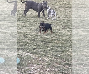 American Bully Puppy for sale in NEWARK, OH, USA