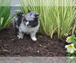 Small #1 Pomeranian