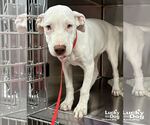 Small #2 Lab-Pointer
