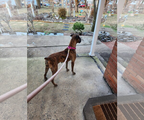 Medium Photo #5 Boxer Puppy For Sale in Dumont, NJ, USA